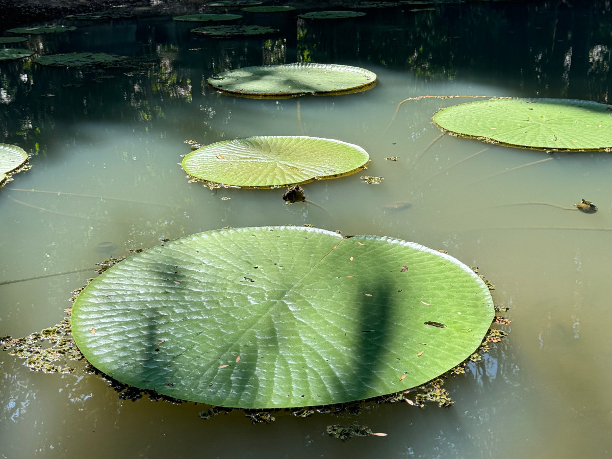 Mercado Municipal Adolpho Lisboa - Patrimônio Histórico de Manaus